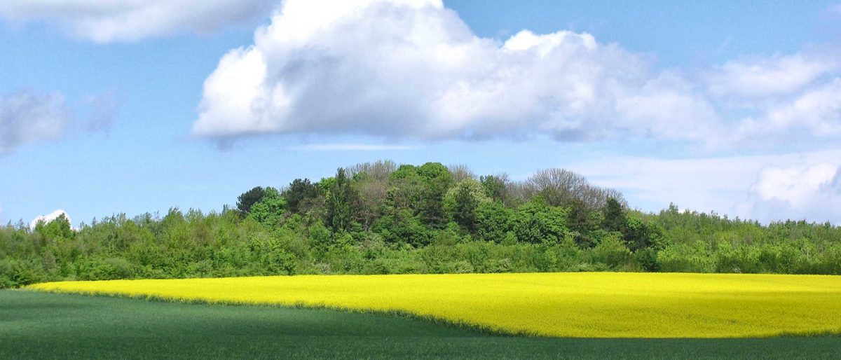 Permalink auf:Wartberg Frühling